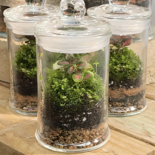Terrarium (2-3") with mini plants and succulents